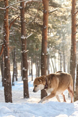 Cute dog in snowy winter forest on sunny day