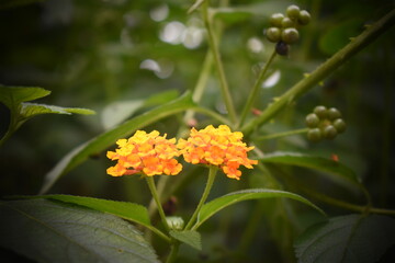 wild orange flower