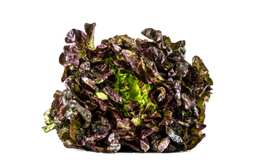 salade sur fond blanc