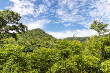 Fototapeta na wymiar Forest and plants over mountain