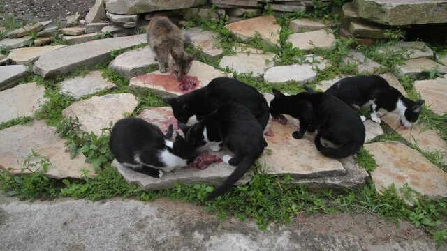 A Cat and Five Black and White Puppies Eating Meat on the Rocks in Brazil 