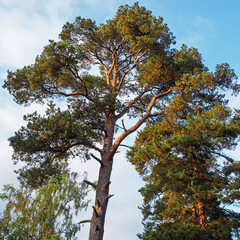 Tall pine trees catching golden sunlight at Mariehamn, Aland, Finland