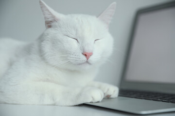 Adorable white cat lying on laptop at workplace, closeup