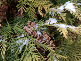 łuski nasion szyszek żywotnika(thuja) na gałęzi pokrytej śniegiem  © Kamil