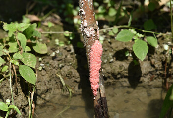 Beautiful pink color eggs of Golden Apples Snail stuck on the old bamboo
