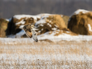 Short-eared Owl in Flight Over Farm Field in Winter