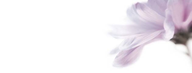 Blur Soft focus ping flower petals on white long horizontal background.
