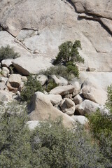 Photos of the high desert in Joshua Tree National Park