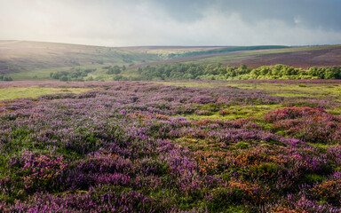 Fototapeta na wymiar Heather in bloom, North York Moors, Yorkshire, UK.