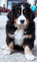 Saint Bernard puppy looks into the camera lens