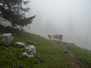 Rinder auf der Alm