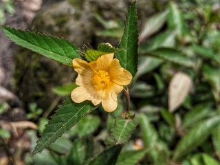 plants with yellow flowers blur background