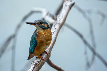 Eisvogel	
 