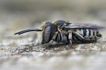 Detailed closeup of a male of very small cuckoo or cleptoparasitic bee , Coelioxys afer in the Gard France