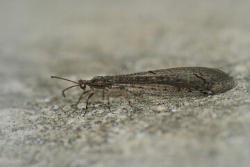 Close up of an antlion , Creoleon v-nigrum , from Gard, France