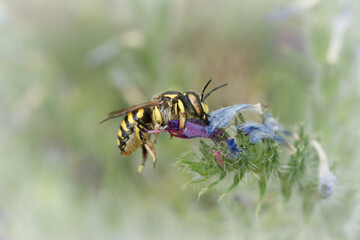 Closeup of  female wool carder bee , Anthidium vulgare ,  sleeping on an Viper's bugloss, Echium vulgarein Gard, France 