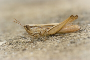 Closeup of a french grasshopper , Euchorthippus elegantulus from Gard