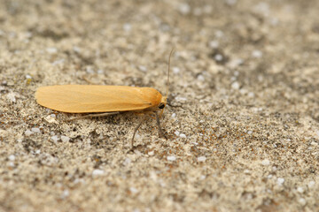 Closeup of the orange footman , Eilema sororcula , a moth from Gard, France