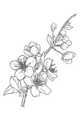 Hand drawn branch of sakura with blooms, flowers, leaves, petals. Modern line art style.