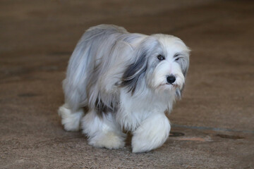Bearded Collie