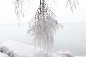 tree in winter - 413560451