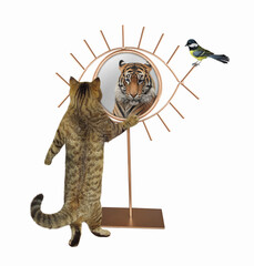 A beige cat stares his reflection in a mirror. He sees a tiger there. White background. Isolated.