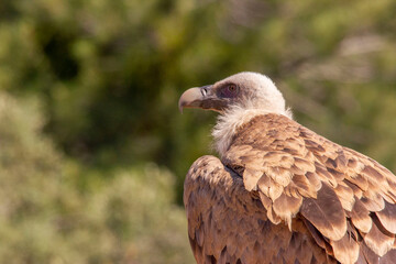 cabeza de buitre leonado mirando al horizonte en el campo.