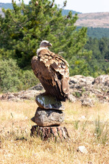 Buitre apoyado en rocas observando su alrededor en la montaña.