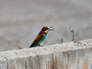 European bee-eater, Merops apiaster, around Xativa, Spain