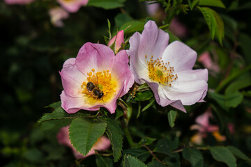 Bee pollinating in a Rosa Canina or dog-rose flowers in spring