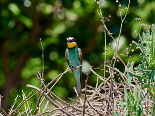 European bee-eater, Merops apiaster, around Xativa, Spain