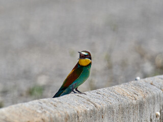 European bee-eater, Merops apiaster, around Xativa, Spain