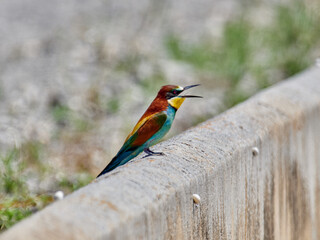 European bee-eater, Merops apiaster, around Xativa, Spain