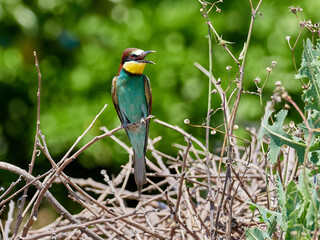 European bee-eater, Merops apiaster, around Xativa, Spain