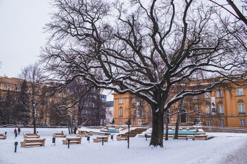 Big old tree in front of historical building in Debrecen, Hungary, benches and park in winter