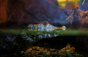 The world's most dangerous crest crocodile is waiting for its prey.