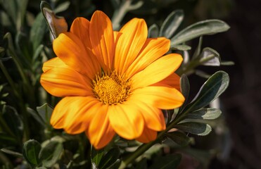 Macro of Yellow Gazania Rigens or Treasure Flower in Horizontal Orientation, Perfect for Wallpaper
