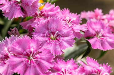 Macro of Pink Dianthus Flower in Daylight, Perfect for Wallpaper