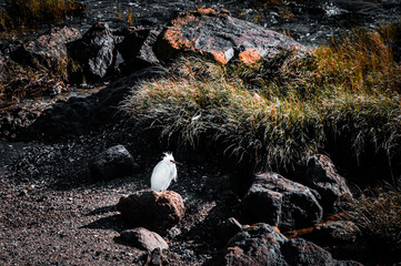 seagulls on the beach