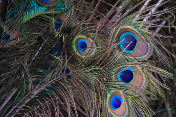Blurred background of peacock feathers, soft focus