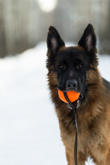 Portrait of a German Shepherd who holds an orange ball in his teeth