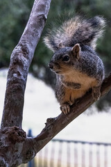 squirrel at park