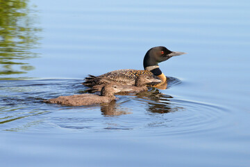 mother loon swimming with her two chicks.
Common loons reflection in blue lake water
