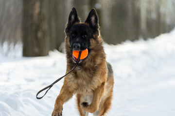Portrait of a German Shepherd who holds an orange ball in his teeth