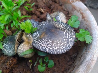 Wild Mushrooms in the Pot