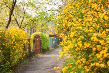 Fototapeta na wymiar Sunny street of the old European cozy town with blossoming yellow kerria flowers, beautiful spring cityscape, outdoor travel background, Uzhhorod, Ukraine