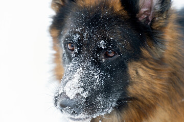 A close-up portrait of a dog on a white background. German Shepherd with snow on the muzzle