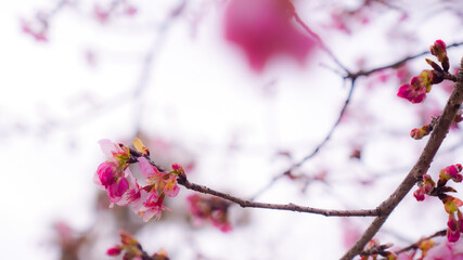 pink cherry blossom