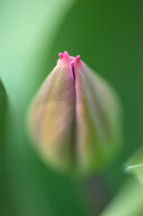 Fototapeta na wymiar tulip tips