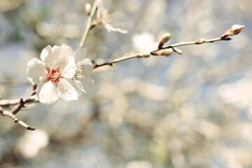 background of spring cherry blossoms tree. selective focus